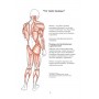 Анатомия йоги: как работают мышцы