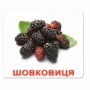 Картки Домана "Ягоди" українською Вундеркінд з пелюшок - Картки Домана