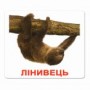Картки Домана "Екзотичні тварини" українською Вундеркінд з пелюшок - Картки Домана