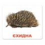 Картки Домана "Екзотичні тварини" українською Вундеркінд з пелюшок - Картки Домана
